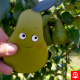 Garden - Pear