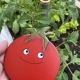 Garden - Tomato