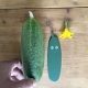 Garden -Cucumber